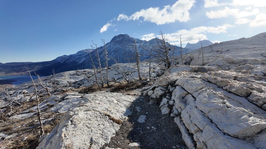 Rocky mountain landscape with a clear blue sky at Bear's Hump Summit in Waterton Lakes National Park, Alberta. Sparse, leafless trees stand on jagged white rocks, while distant peaks add depth and majesty.