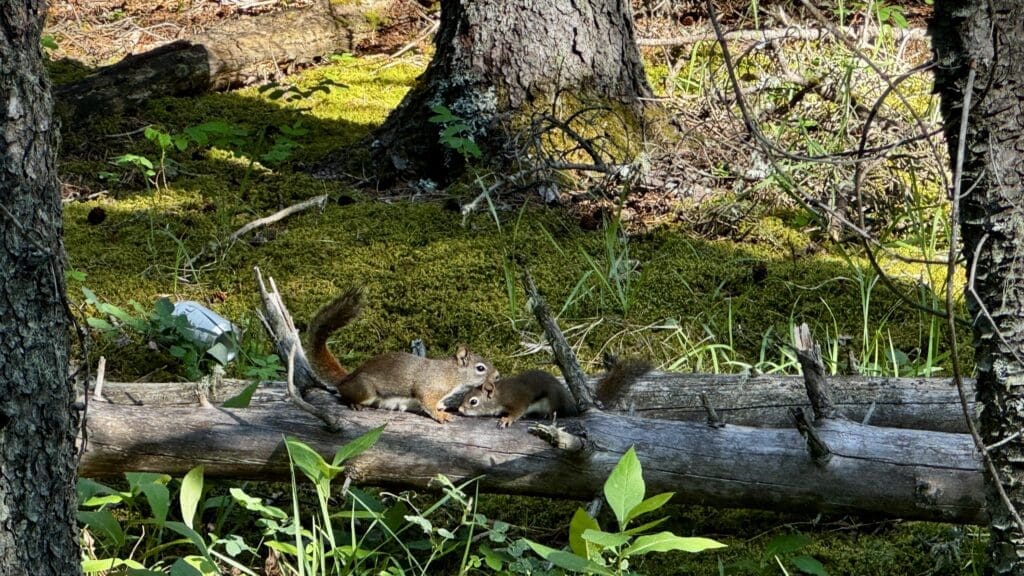 Two squirrels playfully interact on a fallen log in a sunlit forest in Fullerton Loop in Kananaskis, Alberta, surrounded by vibrant green moss and foliage, creating a serene, natural scene.
