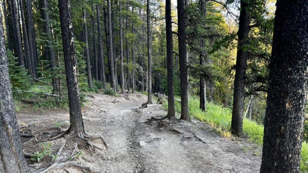 Trail winds through a serene forest in Fullerton Loop in Kananaskis, Alberta with towering trees and sunlit foliage. The earthy path is lined with roots, conveying a peaceful, secluded ambiance.