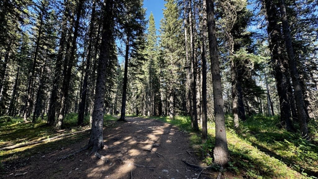 A sunlit dirt path winds through a dense forest of tall evergreen trees in Fullerton Loop in Kananaskis, Alberta. Sunlight filters through the branches, casting dappled shadows on the ground. Tranquil and inviting atmosphere.