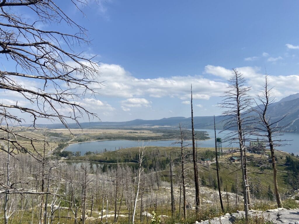 Barren trees on a hillside overlook a calm lake under a blue sky in Waterton Lakes National Park, Alberta. Sparse clouds and distant mountains create a serene, open landscape.