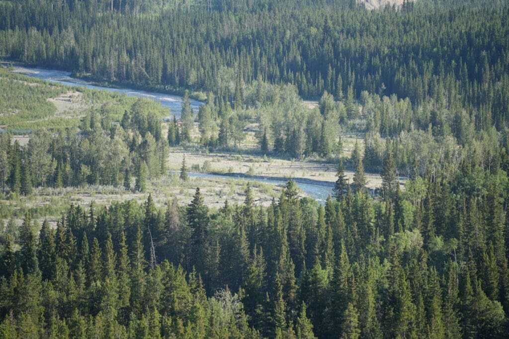 Aerial view of a dense, lush green forest with Elbow River in Kananaskis, Alberta cutting through. Tall trees dominate the landscape, evoking a serene, natural beauty.
