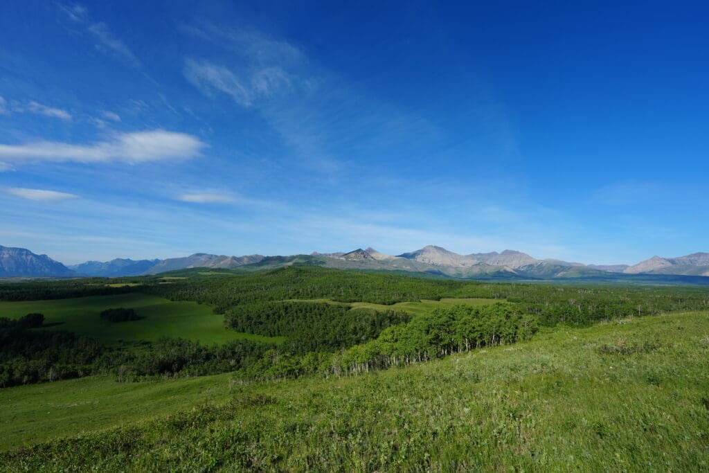 A viewpoint close to Waterton Lakes National Park, Alberta of expansive landscape of lush green fields and forests under a clear blue sky, with a distant range of mountains in the background. Calm and serene.