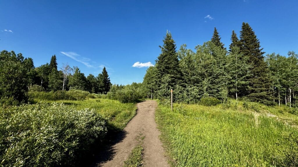 Fullerton Loop in Kananaskis, Alberta through lush green meadow and dense forest under a clear blue sky. Tall trees line the path, creating a serene, inviting scene.