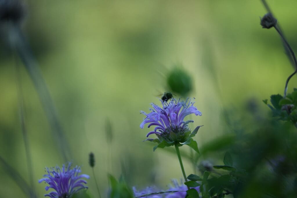 Bee on a vibrant purple wildflower along Fullerton Loop in Kananaskis, Alberta against a soft green blurred background. The scene evokes tranquility and the beauty of nature.